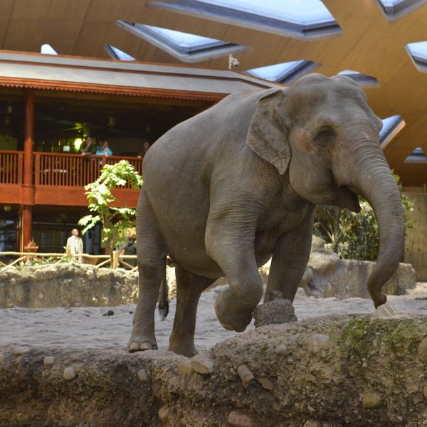 Kaeng Krachan Elephant Park